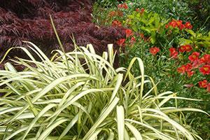 Wyevale Nurseries officially unveils new plants