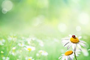 SOLEX 2019 - Daisies on a green background
