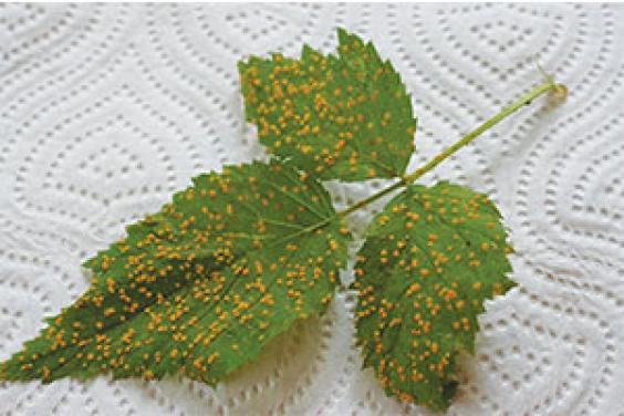 raspberry rust